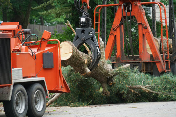 The Steps Involved in Our Tree Care Process in Ore City, TX